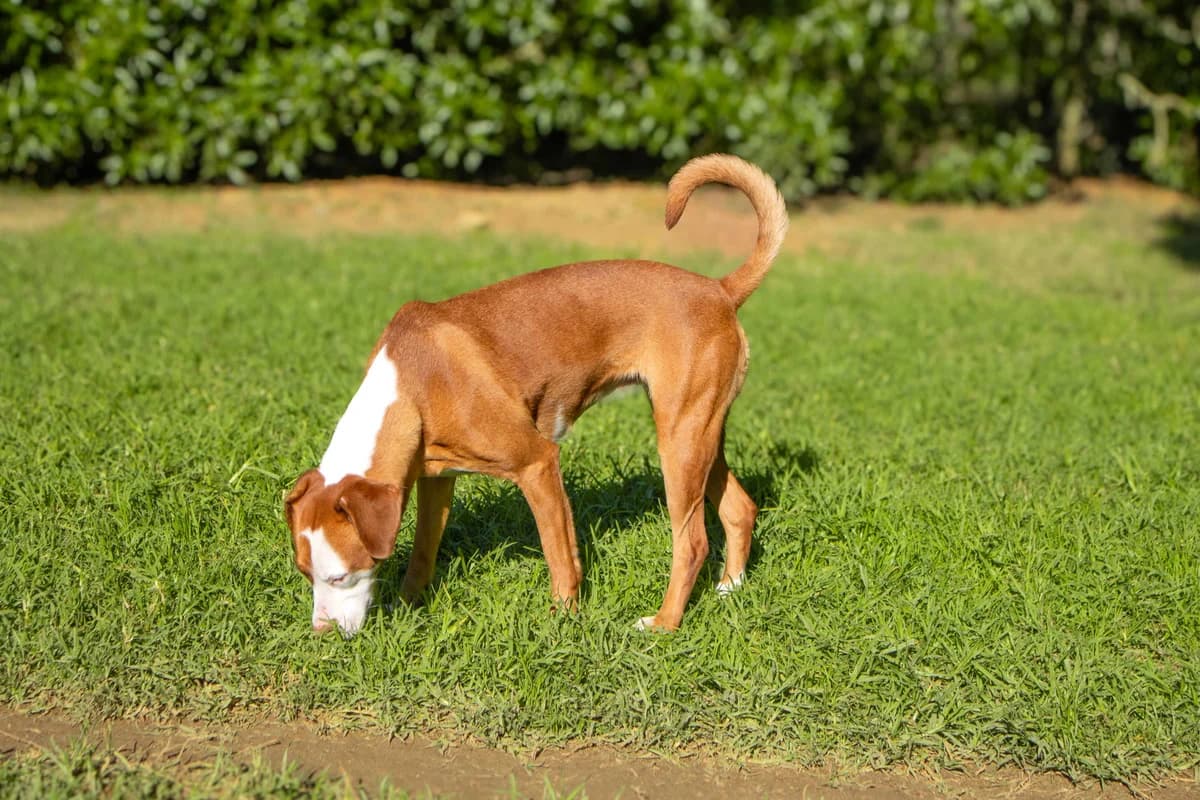 Luisa (im Probewohnen), female 3yo Mixed Breed for adoption at Tierheim Linth