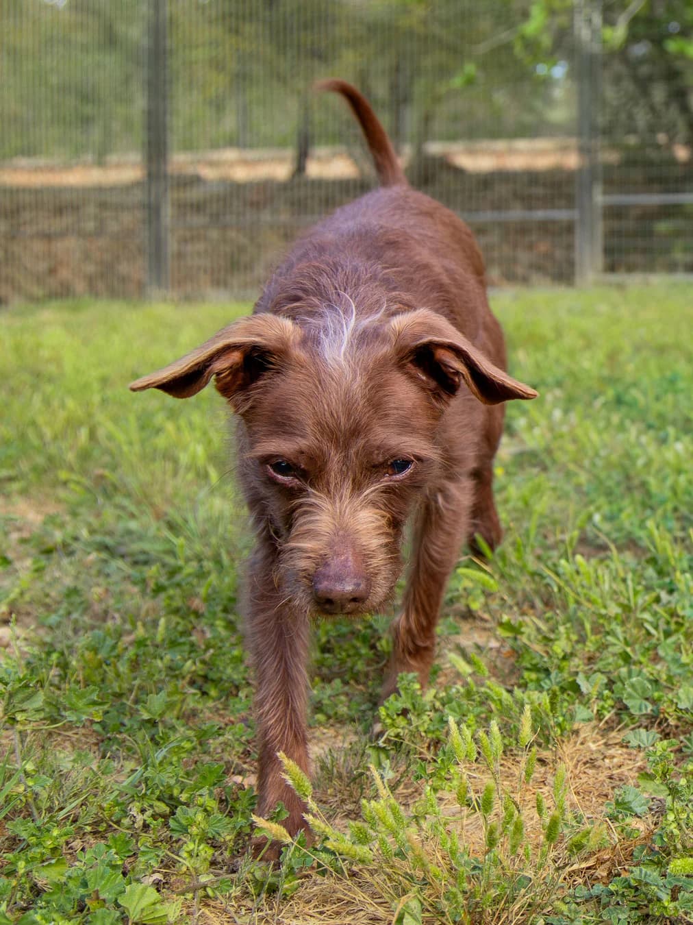 Nala, senior Mixed Breed for adoption at Tierheim Linth