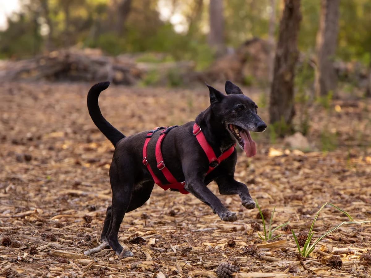 Nikki, female 7yo Mixed Breed for adoption at Tierheim Linth