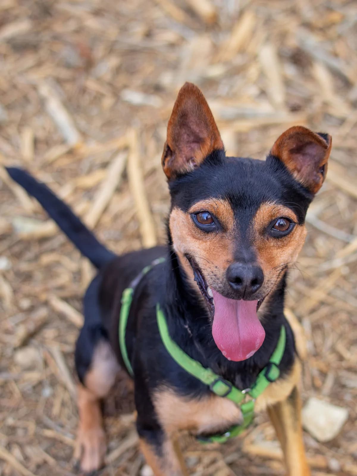 Pichi,  3yo Mixed Breed for adoption at Tierheim Linth