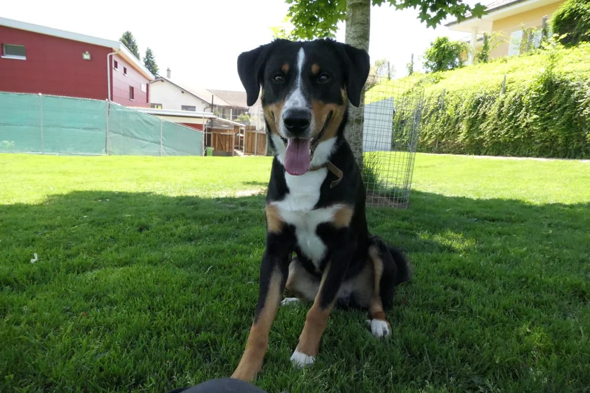Rasko, young Mixed Breed for adoption at Tierheim Linth