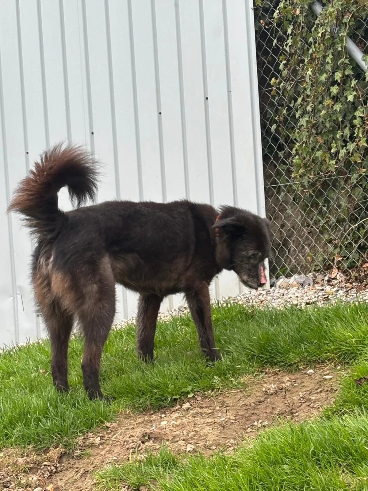 Rino,  senior Mixed Breed for adoption at Tierheim Linth