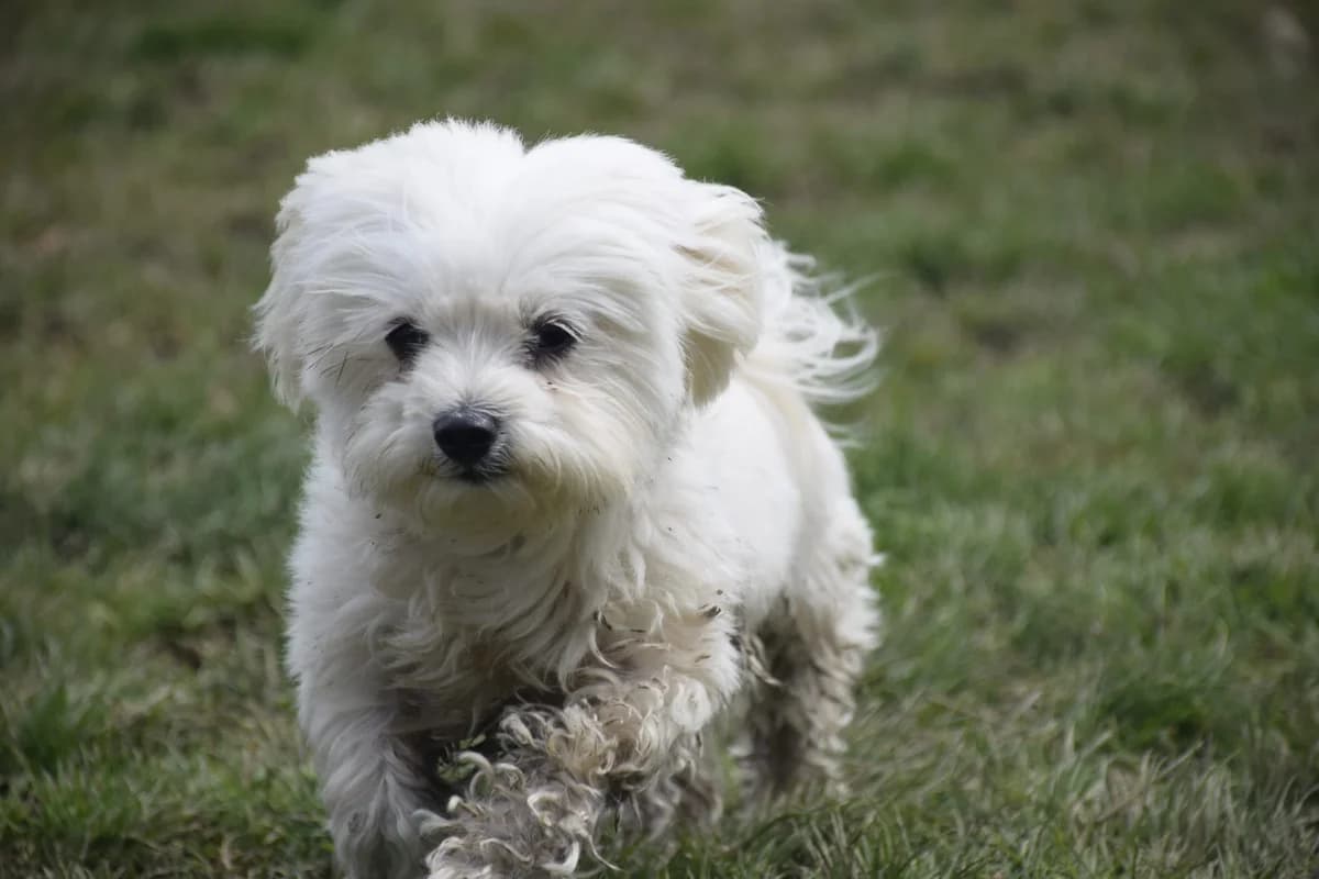 Söckli (im Probewohnen),  3yo Mixed Breed for adoption at Tierheim Linth