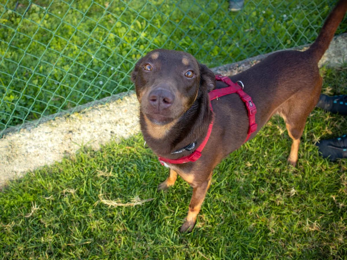 TIM,  5yo Mixed Breed for adoption at Tierheim Linth