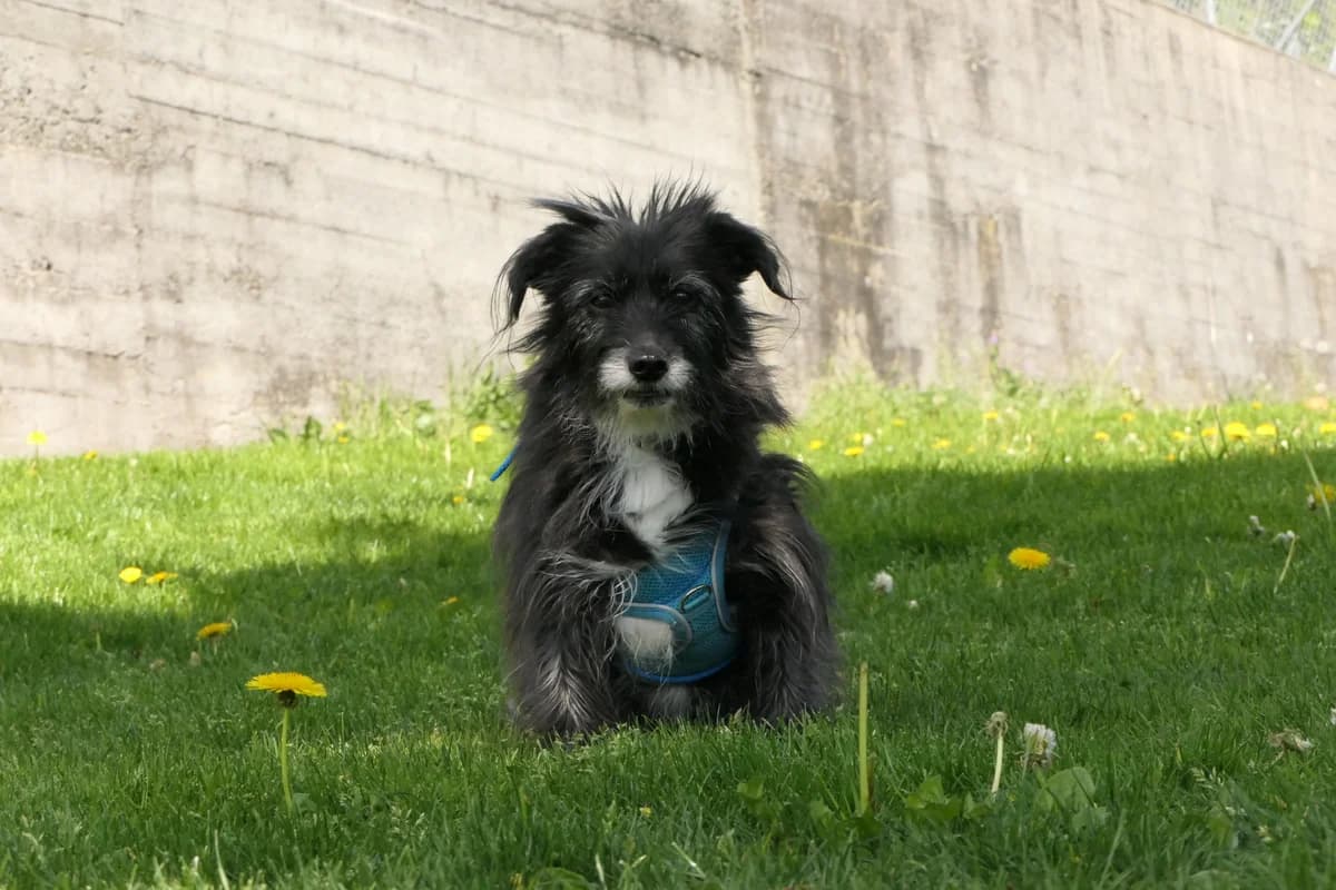 Venus, senior Mixed Breed for adoption at Tierheim Linth