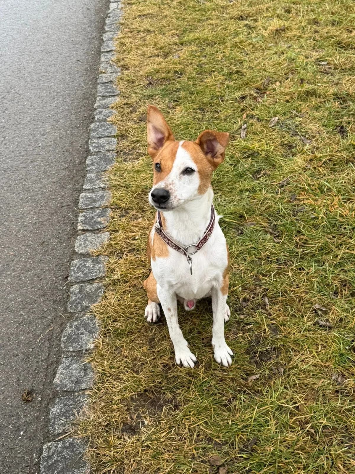Leo, male 5yo Mixed Breed for adoption at Stiftung Tierheim Nesslau, Nesslau