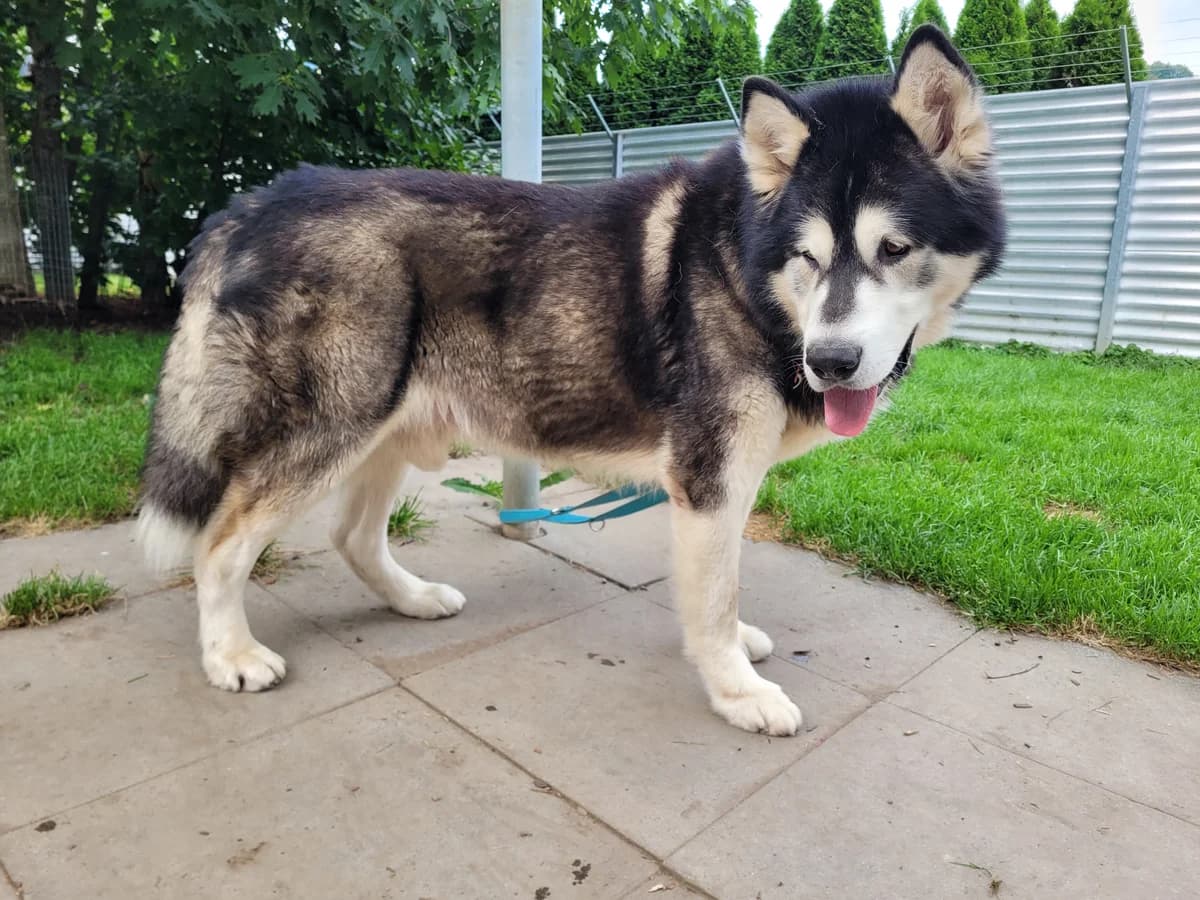 Zorro, male senior Mixed Breed for adoption at Stiftung Tierheim Nesslau, Nesslau