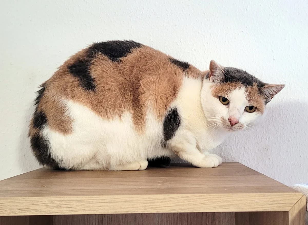 Emma, tricolor female senior Mixed Breed for adoption at Stiftung Tierheim Nesslau, Nesslau