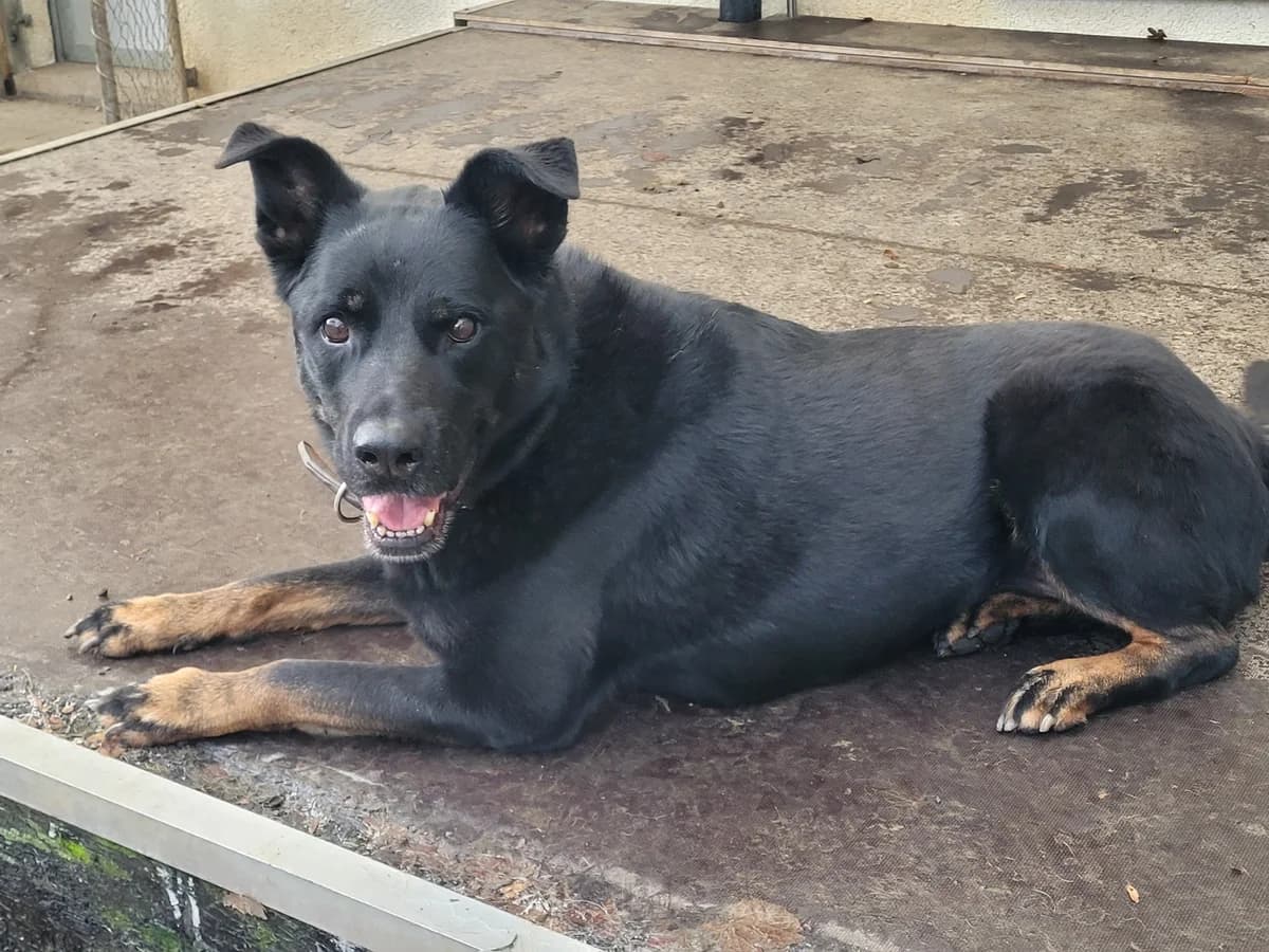 Leona, female senior Mixed Breed for adoption at Stiftung Tierheim Nesslau, Nesslau