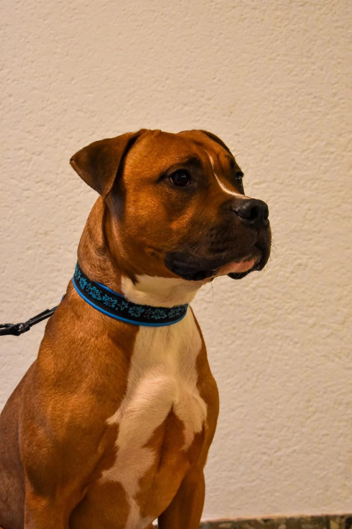 Dozer, male 5yo Pit Bull Terrier for adoption at Stiftung Tierheim Nesslau, Nesslau