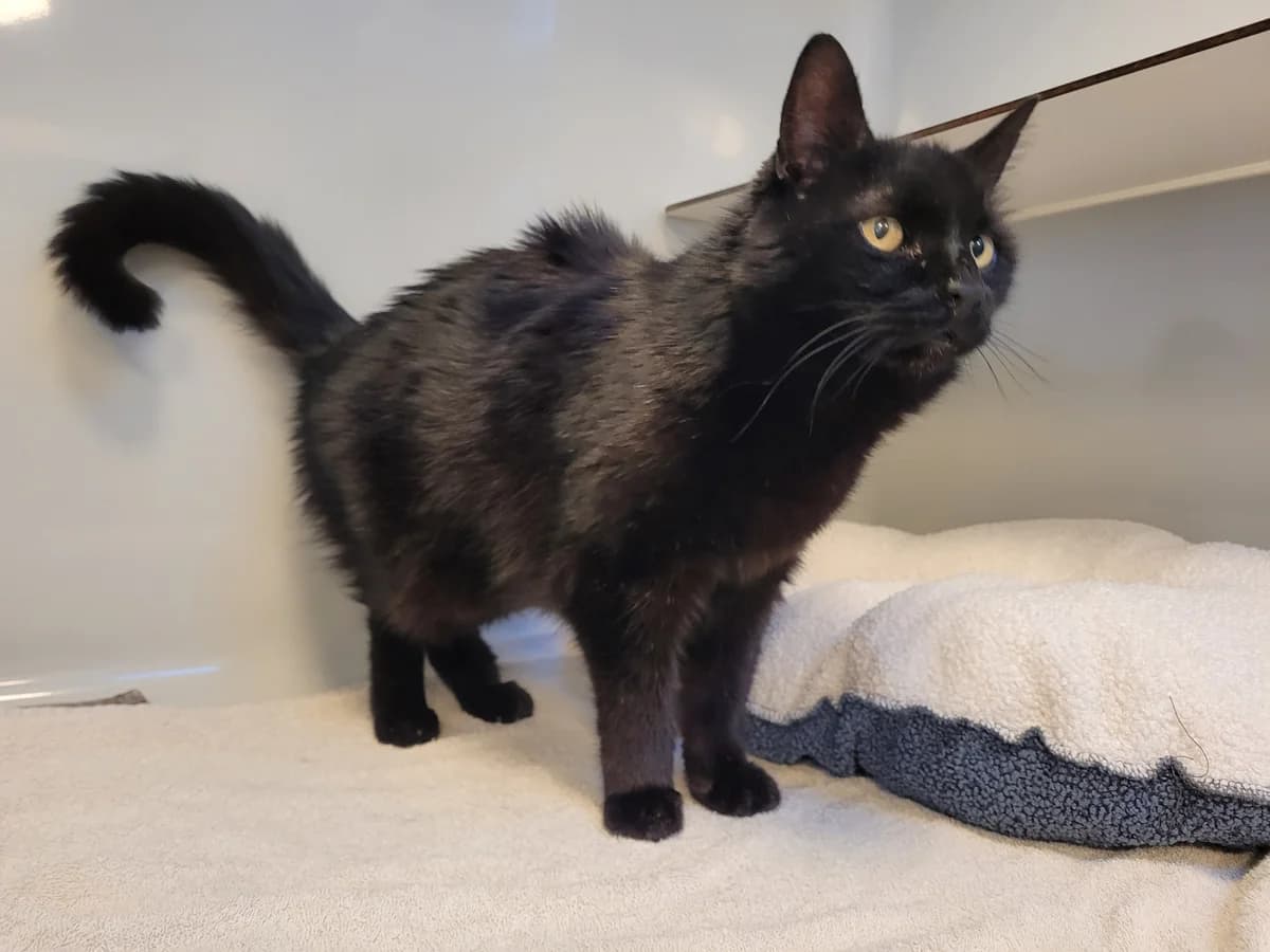 Berry, male senior Mixed Breed for adoption at Stiftung Tierheim Nesslau, Nesslau