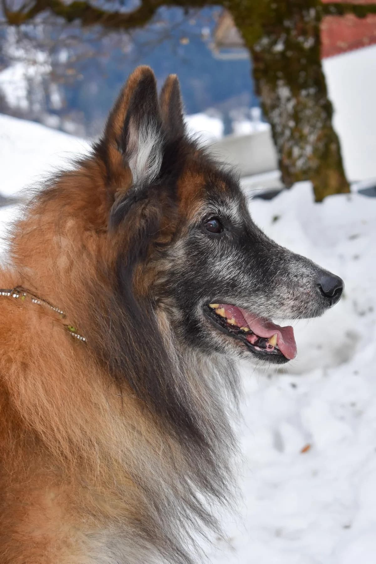 Meiko, male senior Belgian Tervuren for adoption at Stiftung Tierheim Nesslau, Nesslau