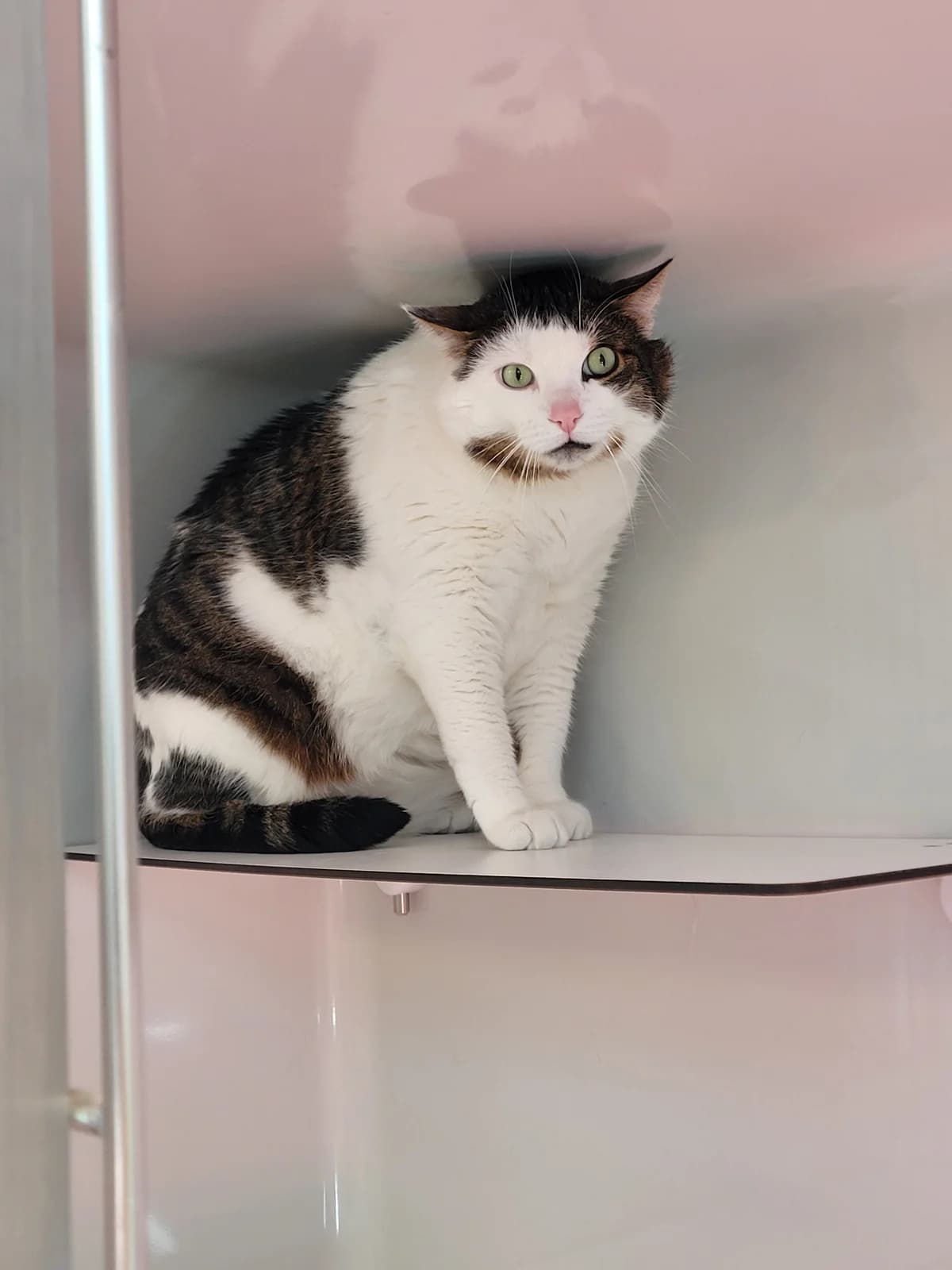 Cato, male senior Mixed Breed for adoption at Stiftung Tierheim Nesslau, Nesslau