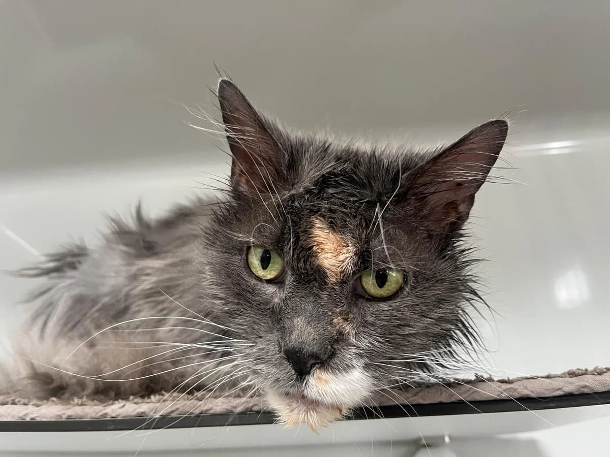 Nina, female senior Mixed Breed for adoption at Stiftung Tierheim Nesslau, Nesslau