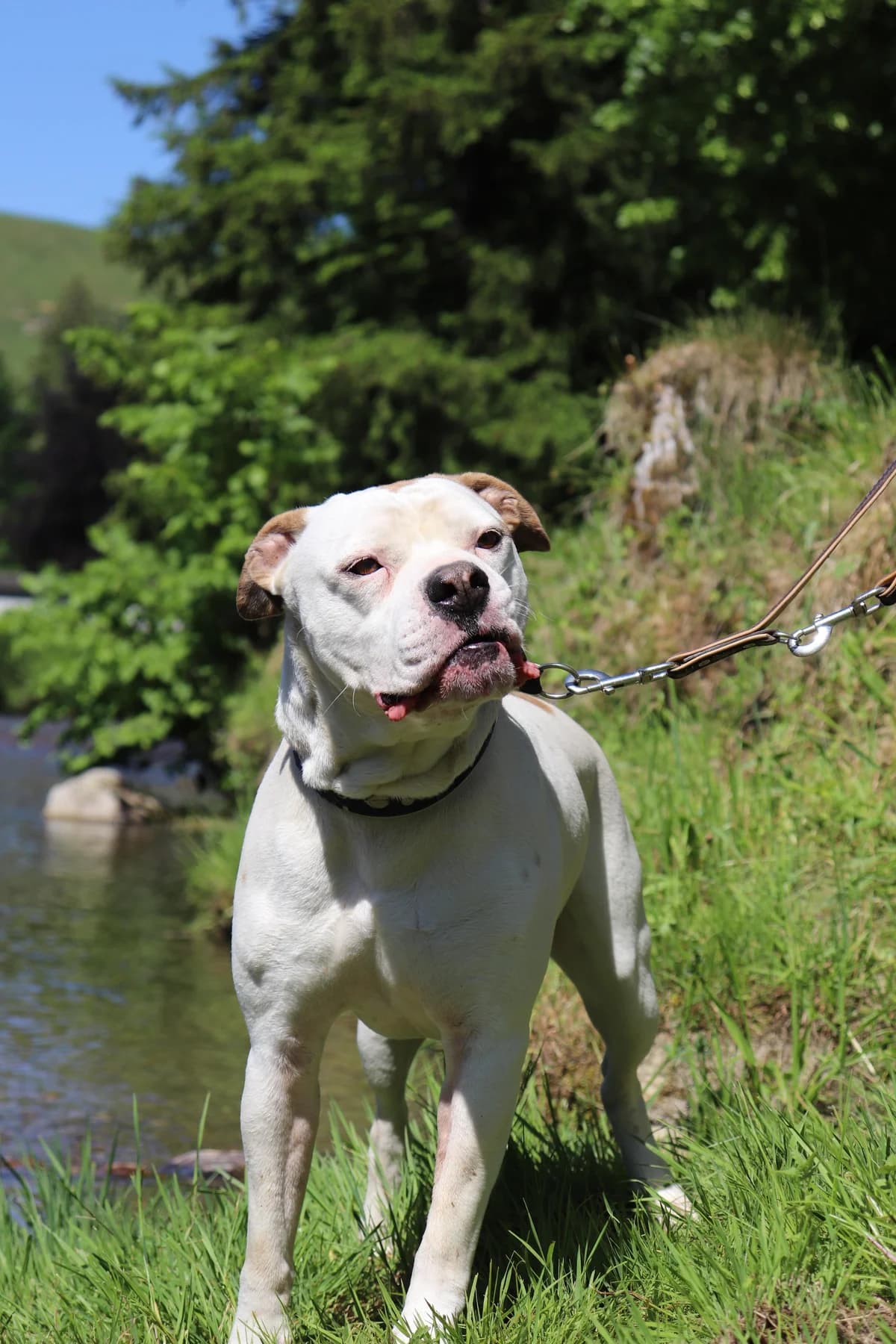 Rocky, male 5yo Mixed Breed for adoption at Stiftung Tierheim Nesslau, Nesslau