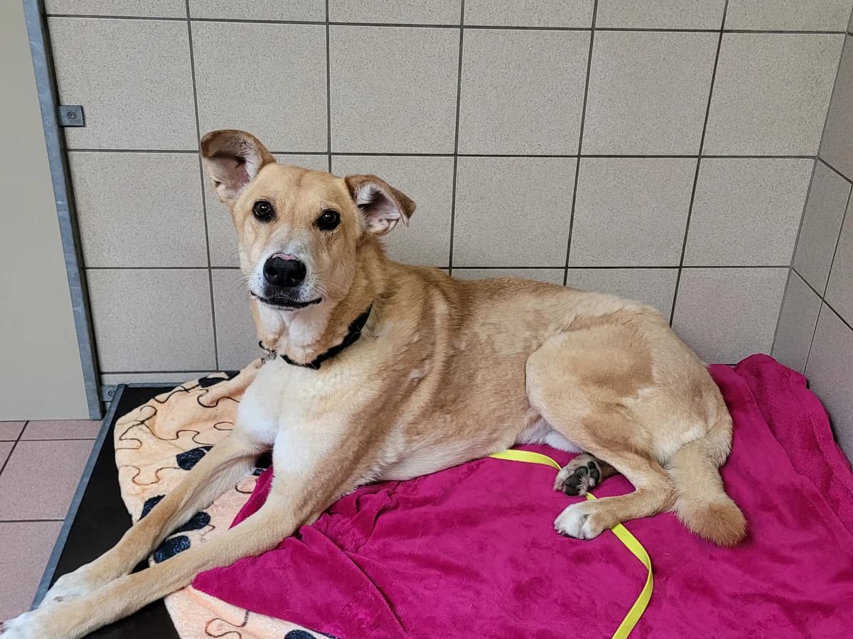 Dingo, male senior Mixed Breed for adoption at Stiftung Tierheim Nesslau, Nesslau