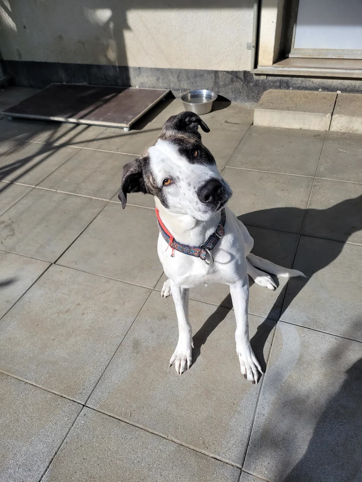 Flora,  5yo Mixed Breed for adoption at Stiftung Tierheim Nesslau, Nesslau