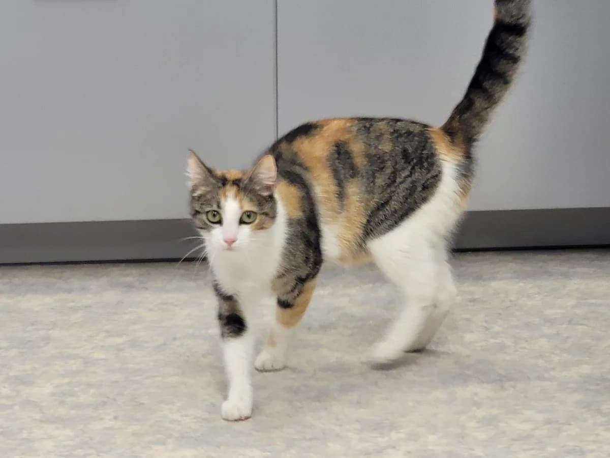 Mila, female young Mixed Breed for adoption at Stiftung Tierheim Nesslau, Nesslau