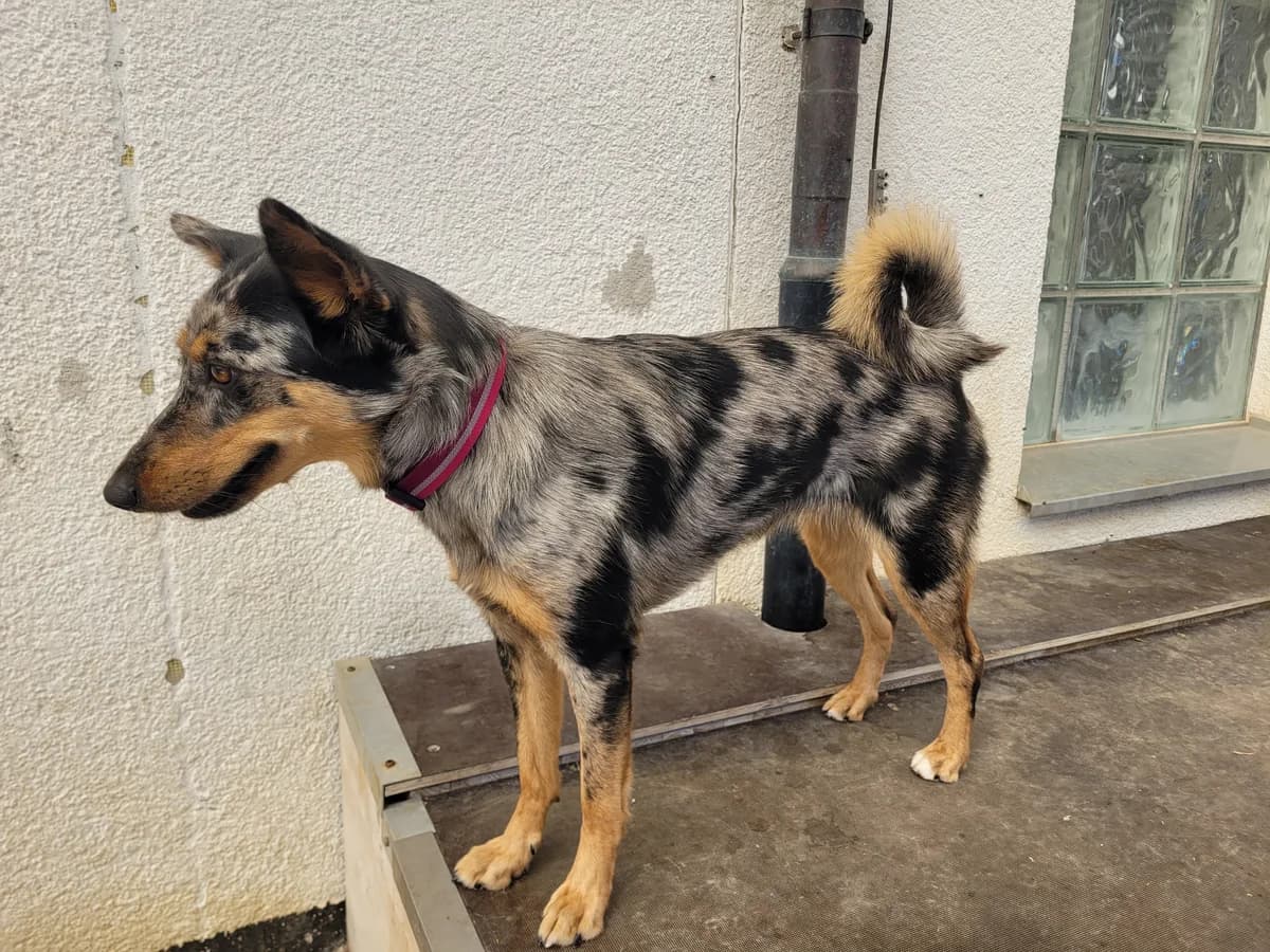 Kiwi, female young Mixed Breed for adoption at Stiftung Tierheim Nesslau, Nesslau