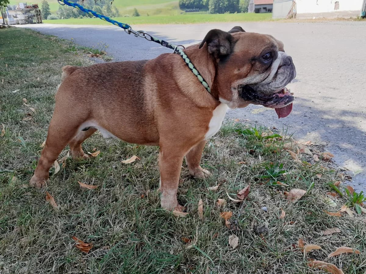 Rocky, Mixed Breed (Stiftung Tierheim Nesslau)