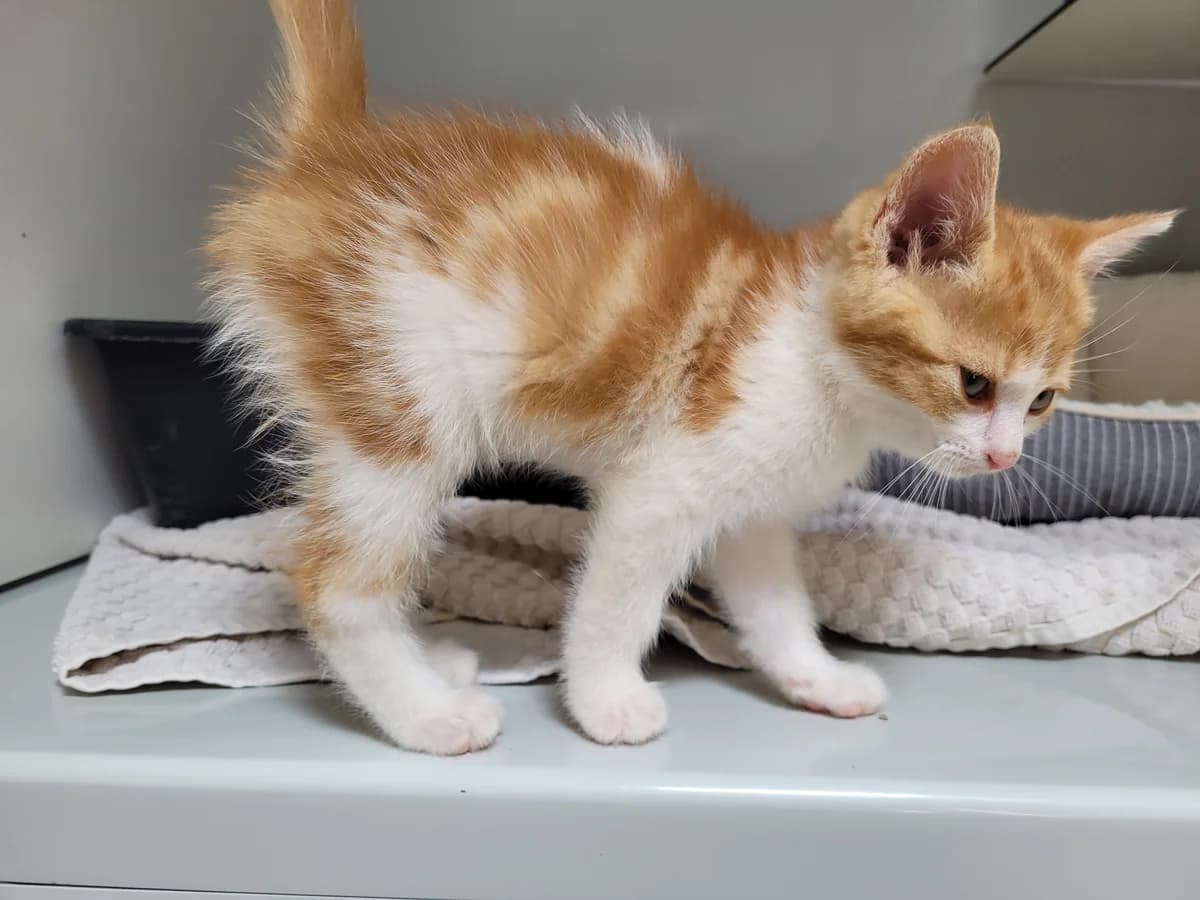 Sonic, male young Mixed Breed for adoption at Stiftung Tierheim Nesslau, Nesslau