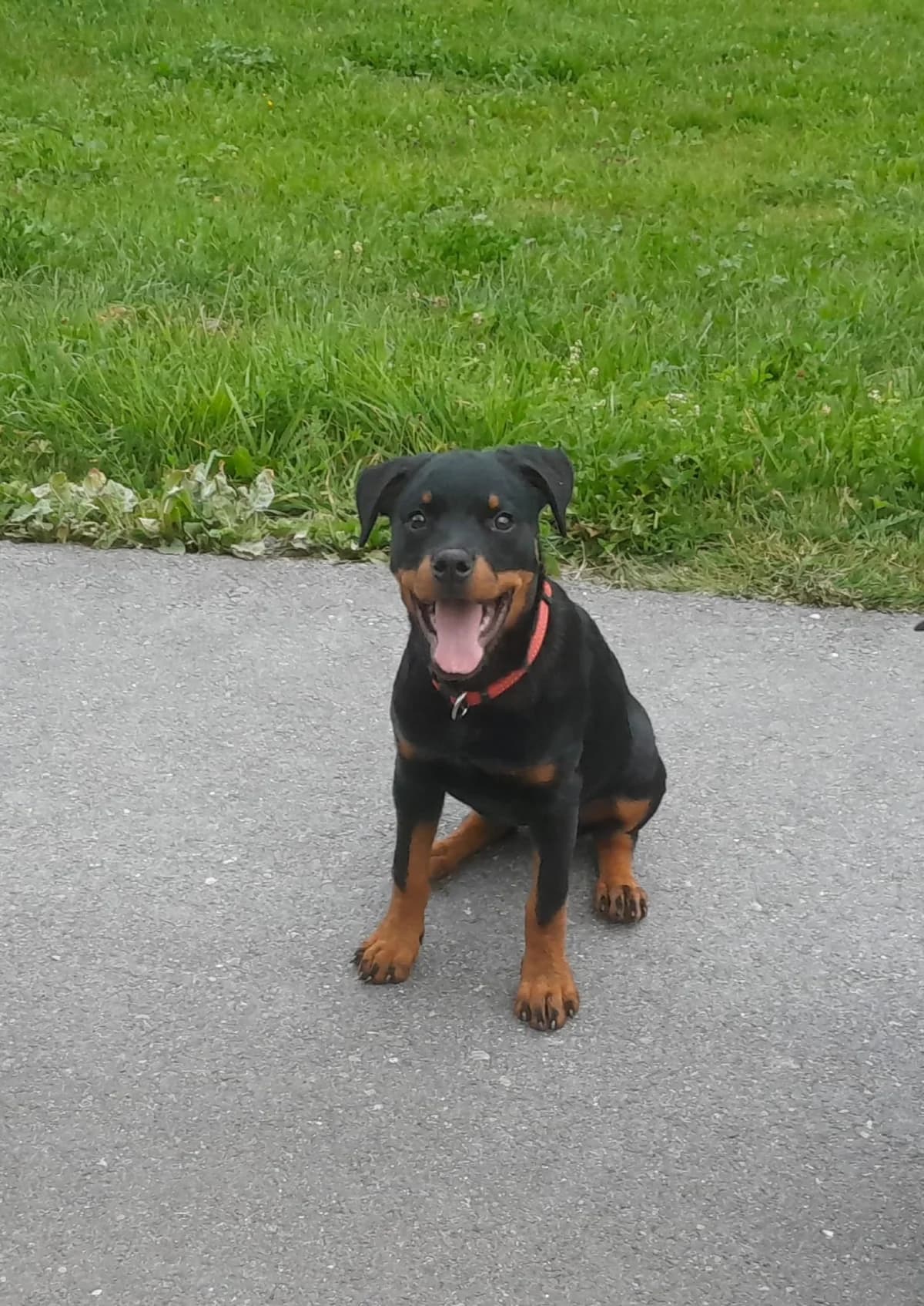 Sina, weiss  Mixed Breed for adoption at Stiftung Tierheim Nesslau, Nesslau