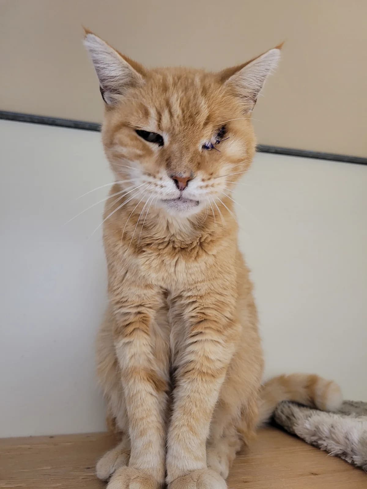 Elmo, male senior Mixed Breed for adoption at Stiftung Tierheim Nesslau, Nesslau