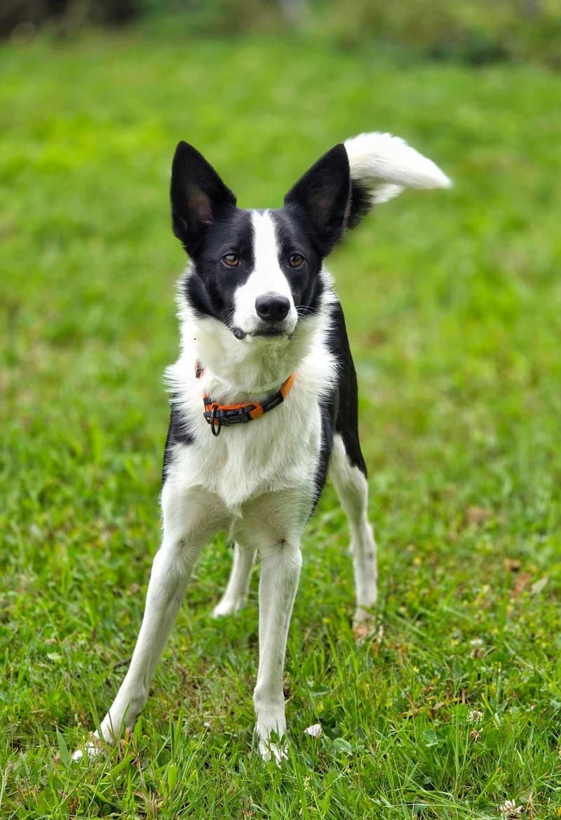 Red, Mixed Breed (Tierheim Rosel (Tierschutzverein Biel))
