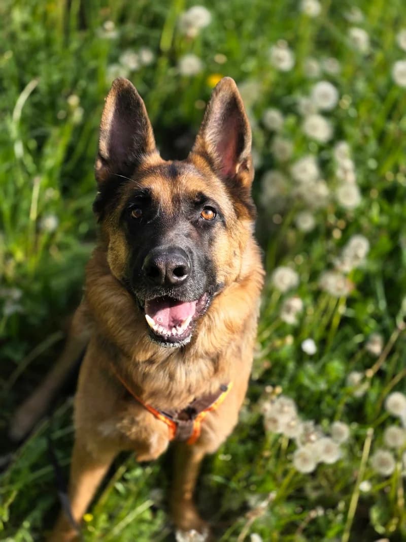 Red, male Mixed Breed for adoption at Tierheim Rosel (Tierschutzverein Biel)