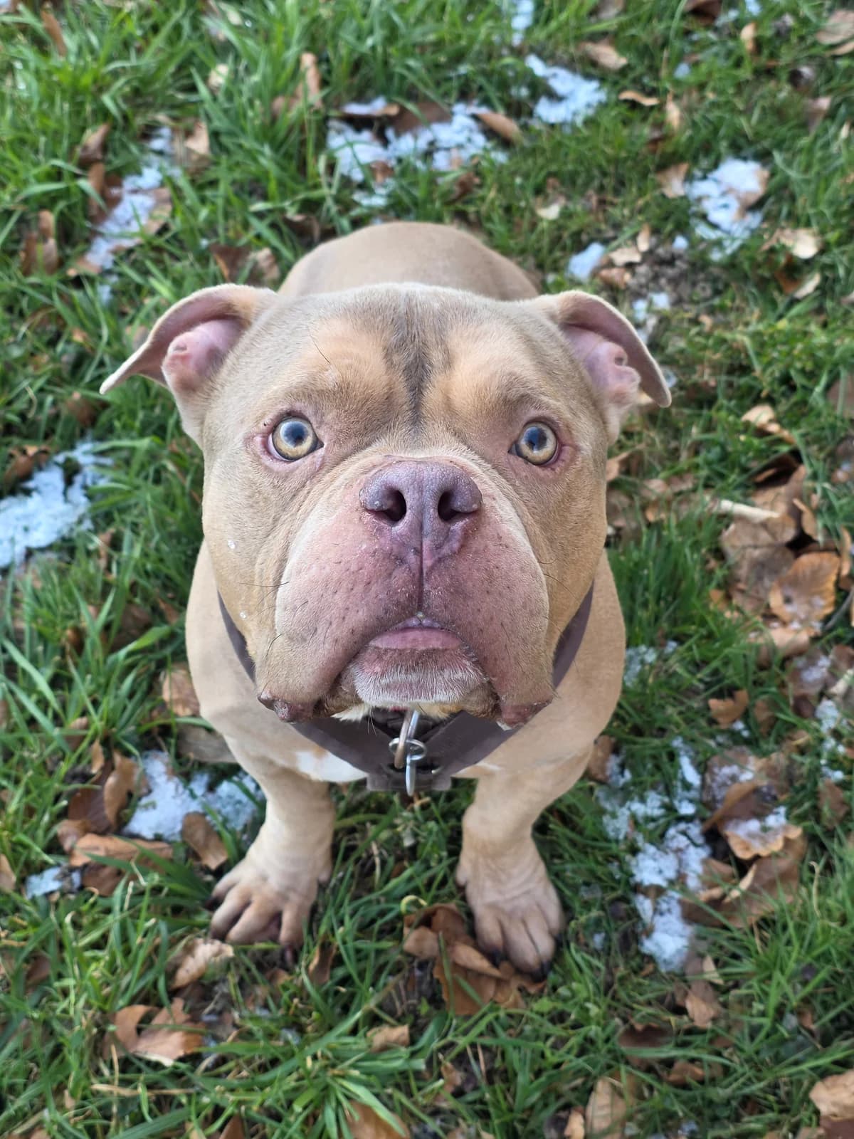 Jasper, male 6yo Mixed Breed for adoption at Tierheim Rosel (Tierschutzverein Biel)