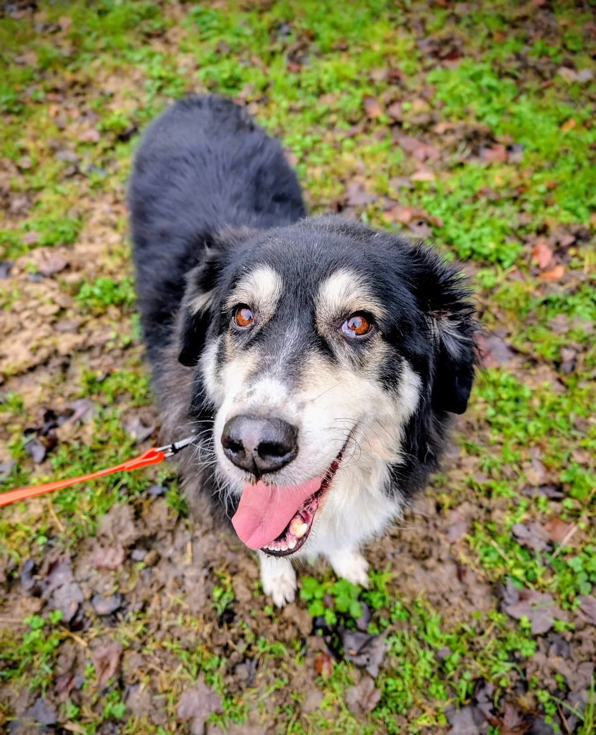 BELLA, female 6yo Mixed Breed for adoption at Tierheim Stolzboden