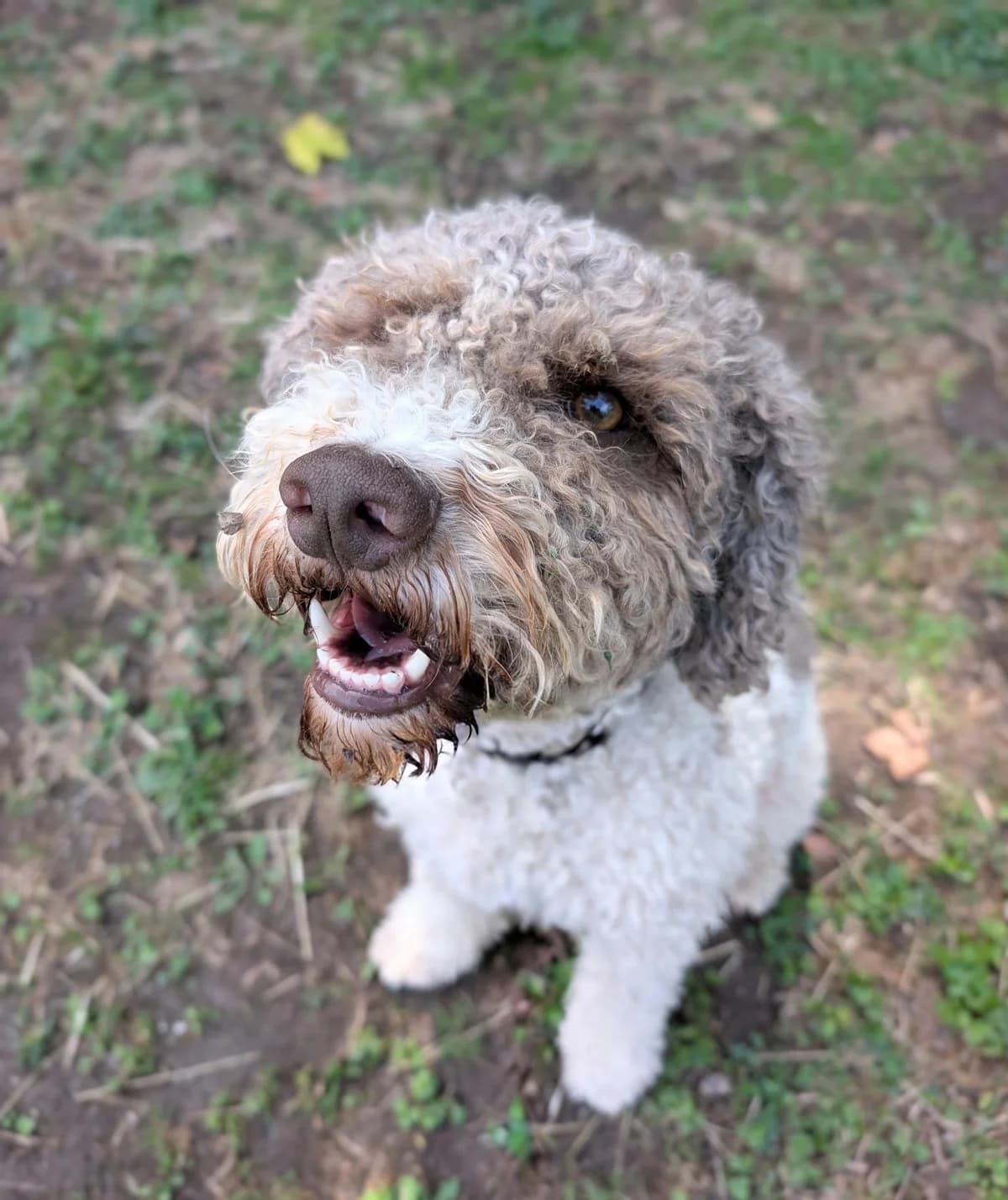 BO, male 4yo Mixed Breed for adoption at Tierheim Stolzboden