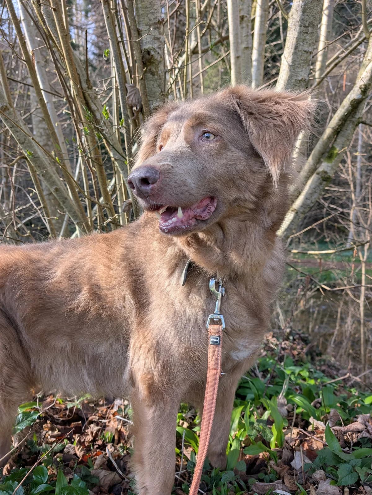GIOIA, female 7yo Mixed Breed for adoption at Tierheim Stolzboden