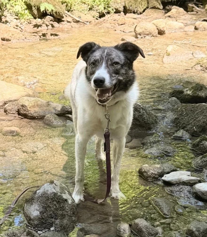 IGOR, male 4yo Mixed Breed for adoption at Tierheim Stolzboden