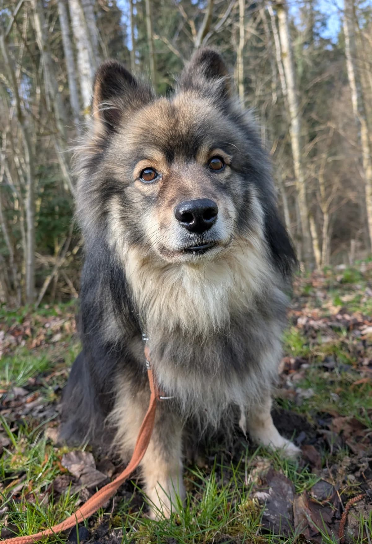 NASTI, female 5yo Mixed Breed for adoption at Tierheim Stolzboden