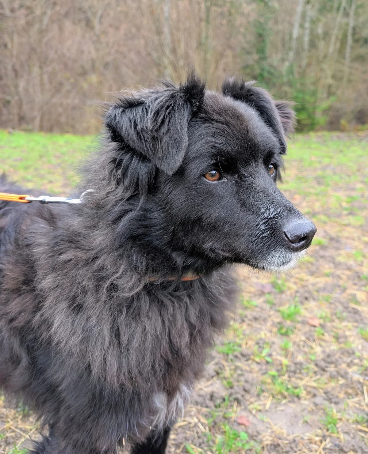 RUGO, male 5yo Mixed Breed for adoption at Tierheim Stolzboden