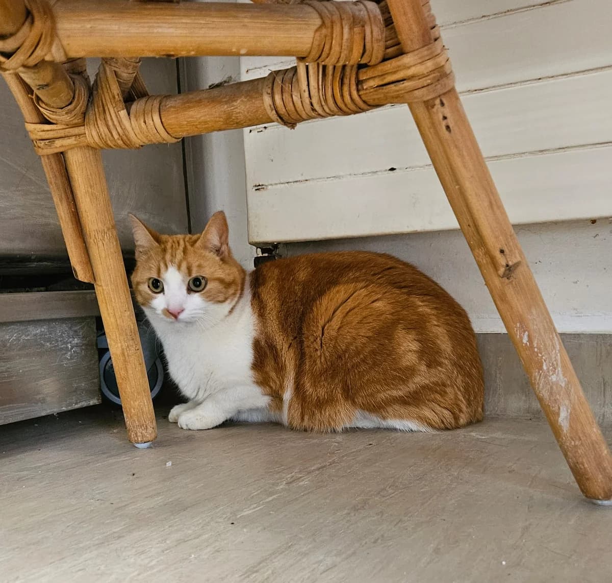 SANDRO, male 7yo Mixed Breed for adoption at Tierheim Stolzboden