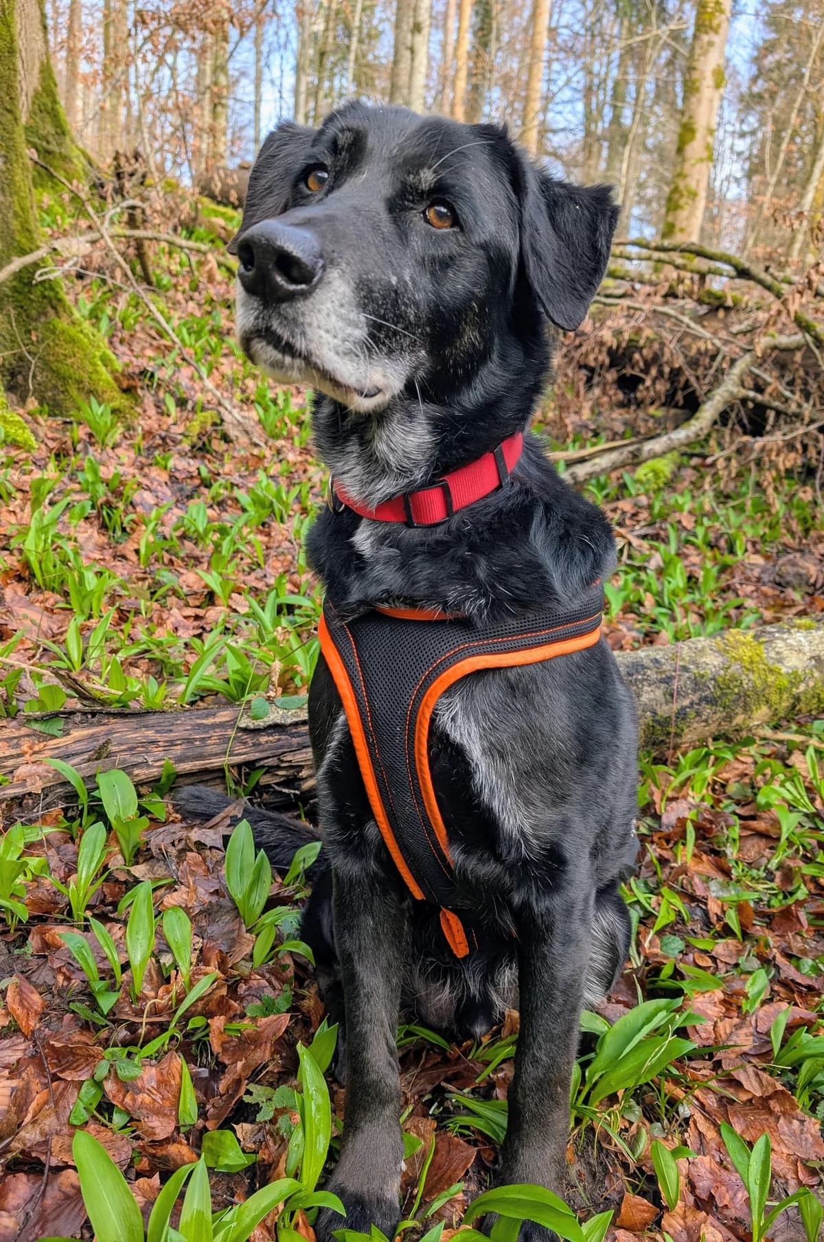 SERENO, female senior Mixed Breed for adoption at Tierheim Stolzboden