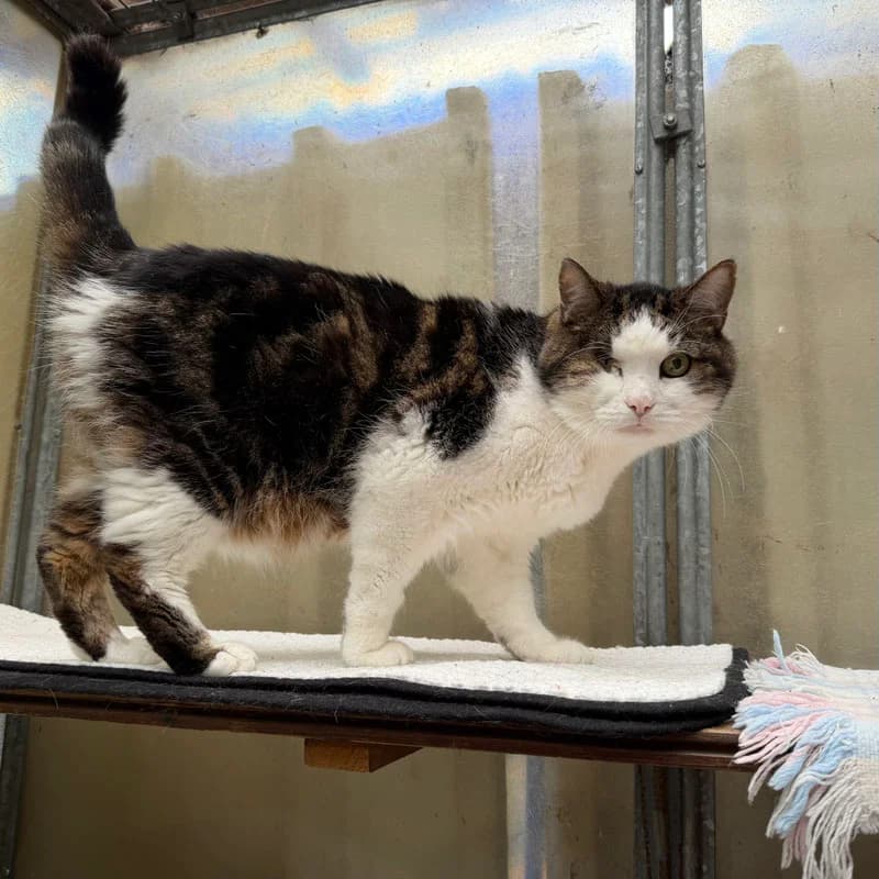 Chipsy,  Mixed Breed for adoption at Tierheim Surber, Zürich