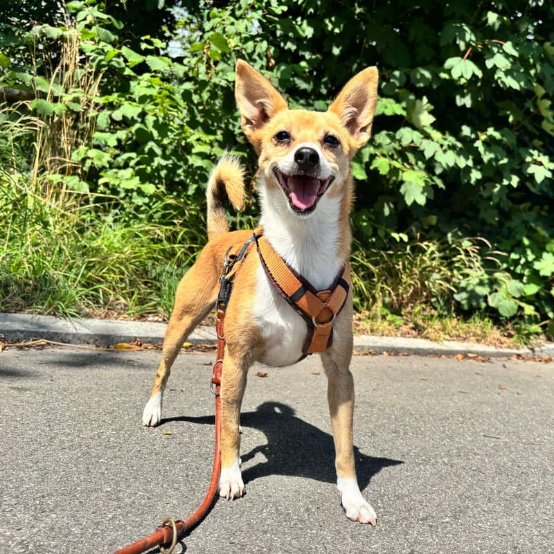Diego,  Mixed Breed for adoption at Tierheim Surber, Zürich