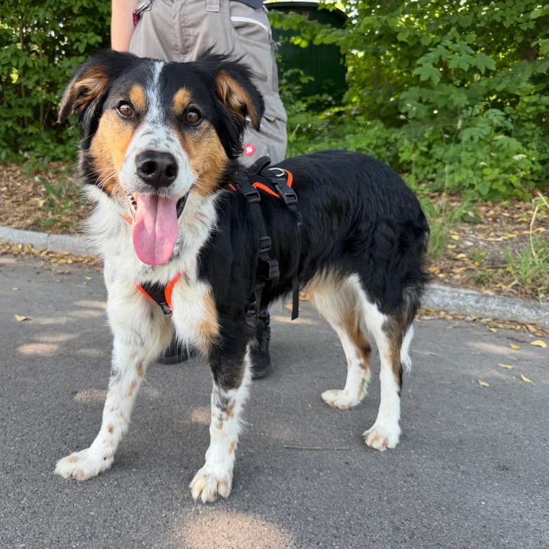 Flynn,  Mixed Breed for adoption at Tierheim Surber, Zürich