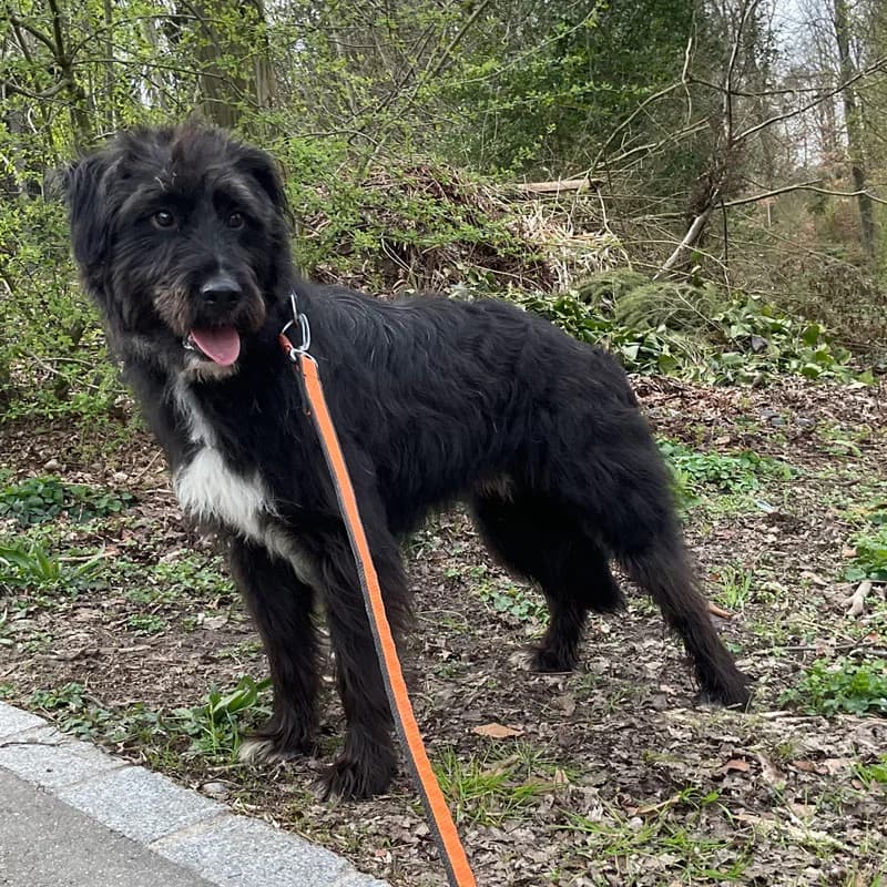 Jim,  Mixed Breed for adoption at Tierheim Surber, Zürich