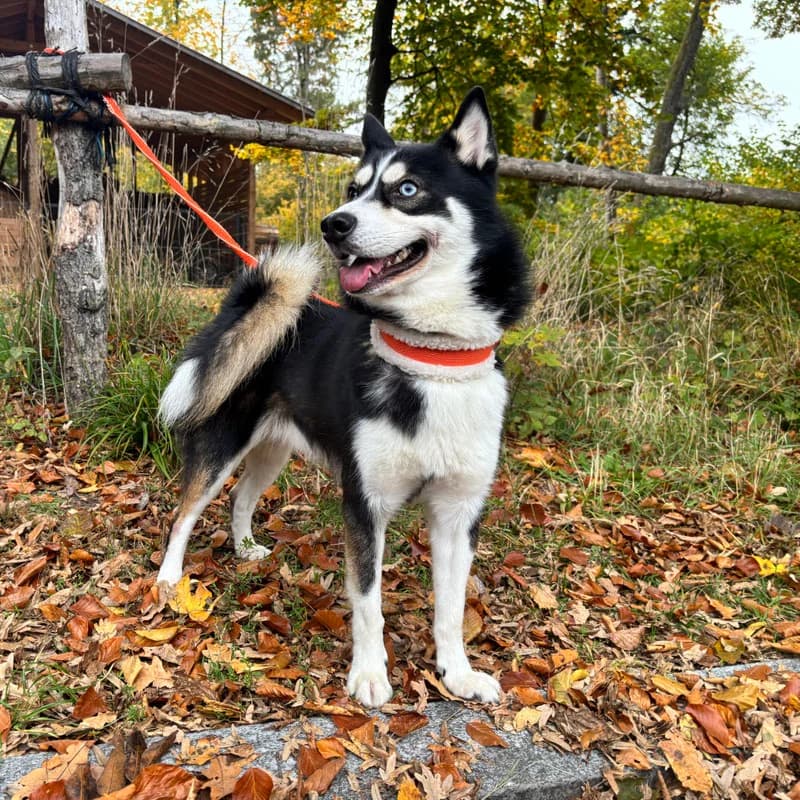 Maari,  Mixed Breed for adoption at Tierheim Surber, Zürich