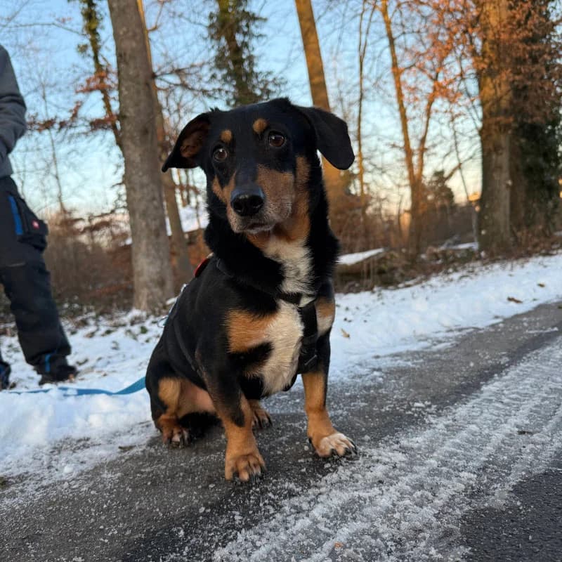 Mex,  Mixed Breed for adoption at Tierheim Surber, Zürich