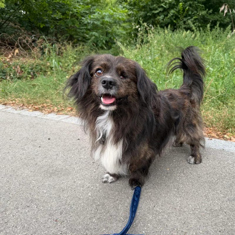 Morzsi,  Mixed Breed for adoption at Tierheim Surber, Zürich