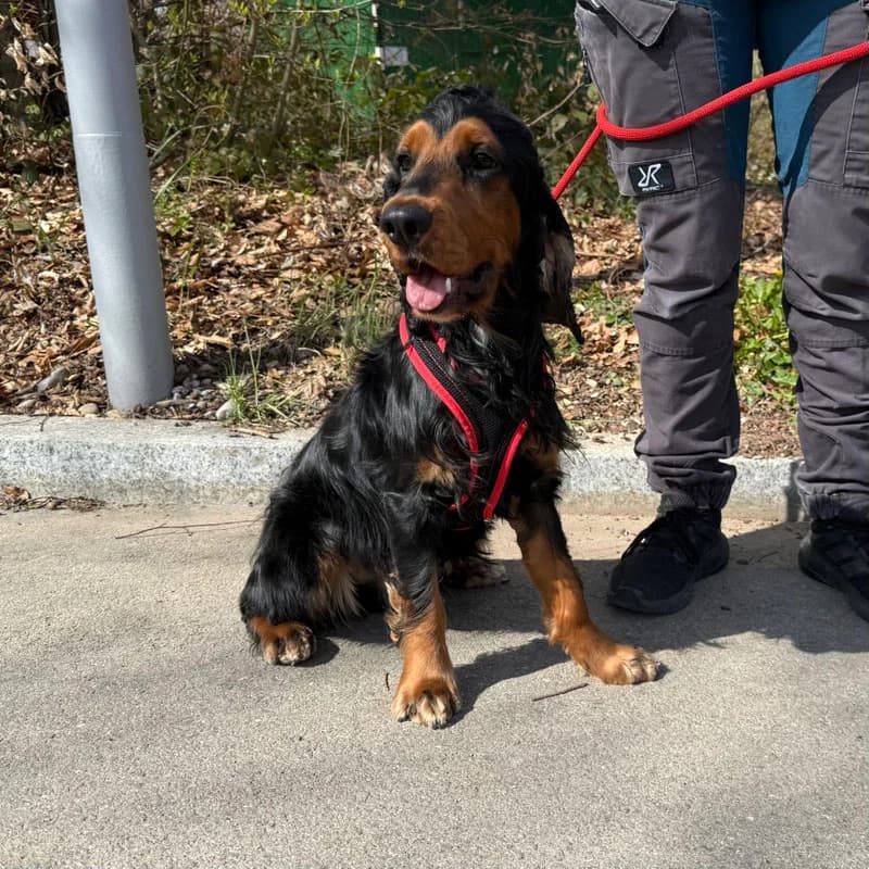 Pablo,  Mixed Breed for adoption at Tierheim Surber, Zürich