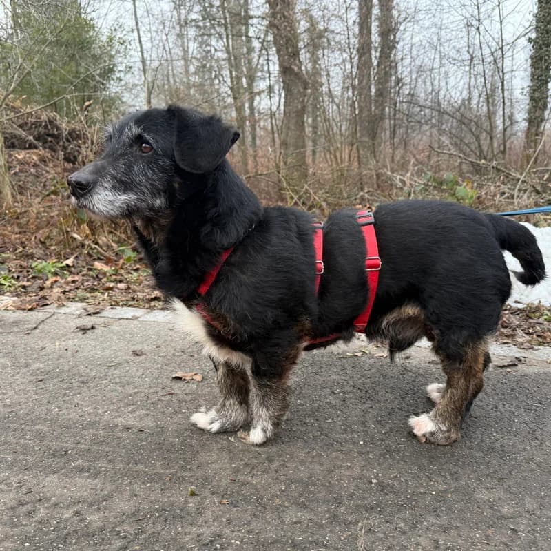 Rexi,  Mixed Breed for adoption at Tierheim Surber, Zürich