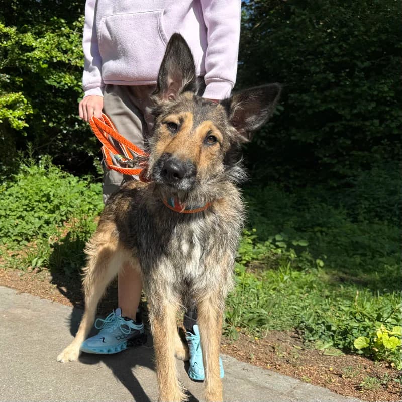 Teo,  Mixed Breed for adoption at Tierheim Surber, Zürich