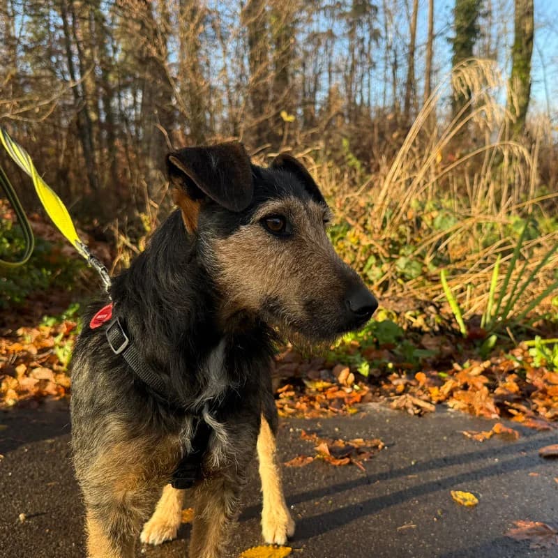Vilma,  Mixed Breed for adoption at Tierheim Surber, Zürich