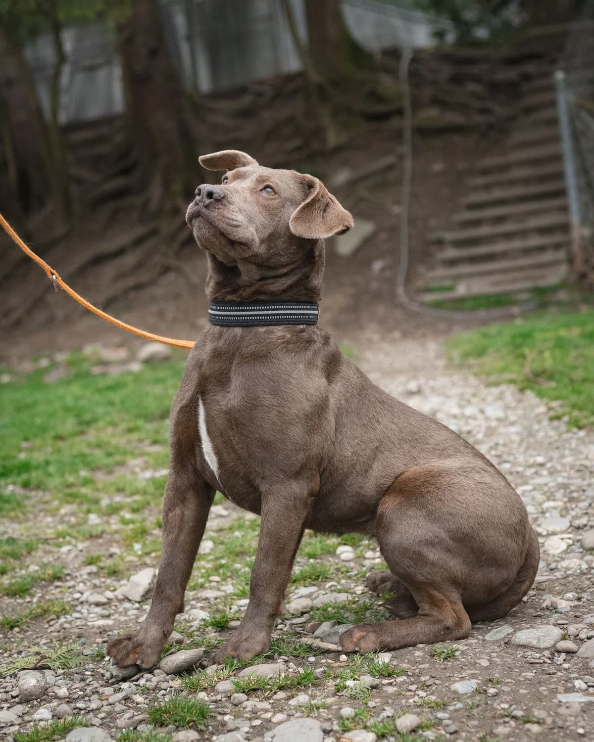 Max, male 5yo Presa Canario for adoption at Tierheim Tellen